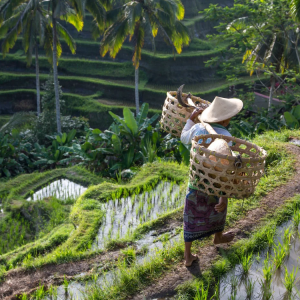 gvd-farmer-at-jatiluwih gvd-farmer-at-jatiluwih