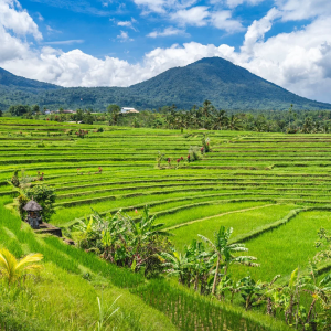 gvd-jatiluwih-rice-terrace gvd-jatiluwih-rice-terrace