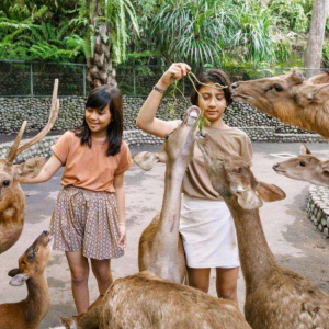 gvd-bali-zoo gvd-bali-zoo