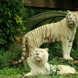 gvd-Bali-Safari-Marine-Park-3 gvd-Bali-Safari-Marine-Park-3